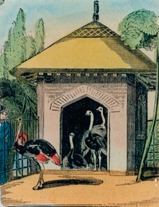 ロンドン動物園のダチョウとエミューの家。 1840年代 作： English School