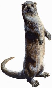 カワウソ