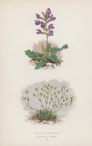 Oxytropis Pyrenaica; Arenaria Verna (カラーリトグラフ) 作： English School