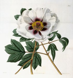 ペオニアsuffruticosa Andr。 var。パパベラセア、1788-1896 作： English School