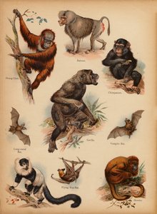 The Little Folks