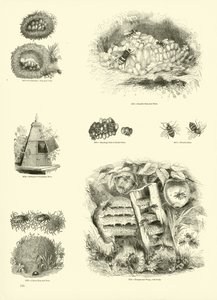 アニメーション自然史博物館のページ