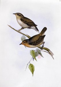 Certhidea Olivaceaのペア、The Zoology of the Voyage of HMS Beagle、1832-36、Charles Darwin（1809-92）、1840 作： English School