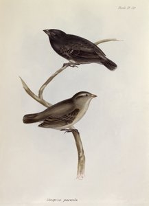 ペアのGeospiza Parvula、HMSビーグルの航海の動物学、1832〜36年、チャールズダーウィン（1809〜92年）、1840年からのイラスト 作： English School