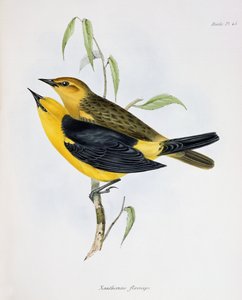 Xanthornus Flavicepsのペア、HMSビーグルの航海の動物学、1832〜36年、チャールズダーウィン（1809〜92年）、1840年からのイラスト