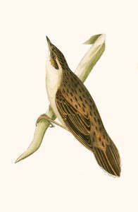 パラスのイナゴ、チャールズロバートブリー（1811-86）による「イギリス諸島では観察されないヨーロッパの鳥の歴史」の図解、1867年発行 作： English School