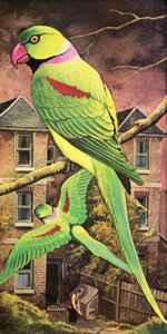 インコ 作： English School