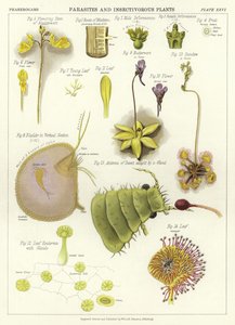 寄生虫と食虫植物