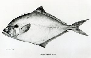 パロプシスシグナタ、チャールズダーウィンによる「HMSビーグルの航海の動物学、1832-36」のプレート13 作： English School