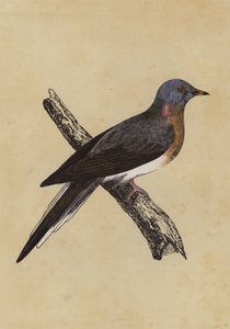 伝書鳩（カラーリトグラフ） 作： English School