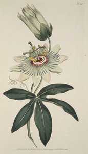 植物マグザインまたはフラワーガーデンの展示、パブからのトケイソウCoerulea（一般的なパッションフラワー）。 1786年（手描きの彫刻） 作： English School