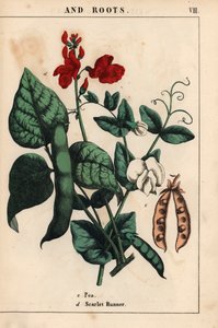 エンドウ豆とサヤエンドウ、緋色と白い花。   、「教育的な絵本、または野菜の世界からの教訓」[シャーロット・メアリー・ヤング]、エジンバラより 作： English School