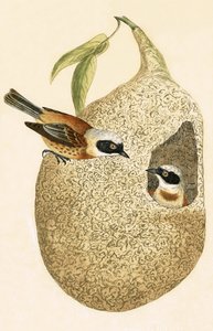 Penduline Tit、チャールズロバートブリー（1811-86）による「イギリスの島々では観察されないヨーロッパの鳥の歴史」のイラスト、1867年発行