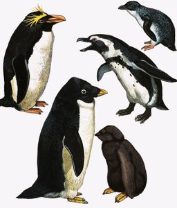 ペンギン 作： English School
