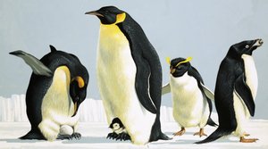 ペンギン 作： English School