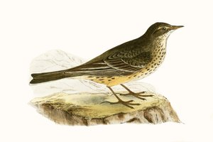 ペンシルベニアピピ、チャールズロバートブリー（1811-86）による「イギリス諸島では観察されないヨーロッパの鳥の歴史」のイラスト、1867年発行 作： English School