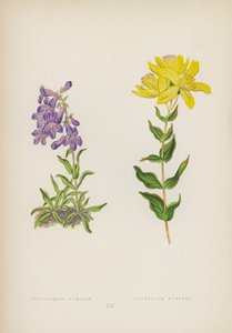 Pentstemon Humilis; Hypericum Burseri (カラーリトグラフ) 作： English School