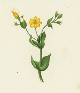 Perfoliate Yellow Wort、Chlora Perfoliata (カラーリソ) 作： English School