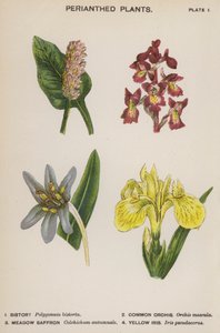 花被植物（カラーリソ） 作： English School