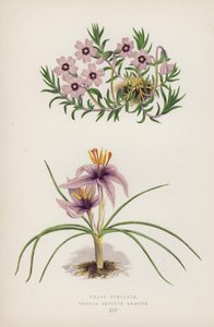 フロックス・スブラタ; Crocus sativus Greecus (カラーリソ) 作： English School