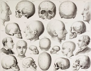 19世紀の版画からの、脳の心理的関係を示す骨相図 作： English School