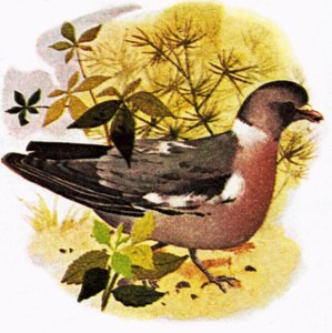 鳩 作： English School