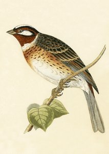 パインホオジロ、チャールズロバートブリー（1811-86）による「イギリス諸島では観察されないヨーロッパの鳥の歴史」のイラスト、1867年公開 作： English School