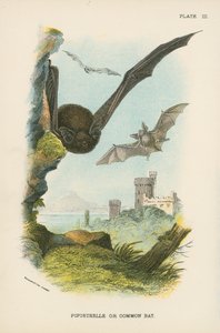 Pipistrelleまたは共通バット