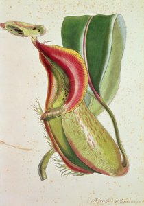 投手植物：Nepenthes villosa（昆虫食）、署名されたHK（カラーリトグラフ）