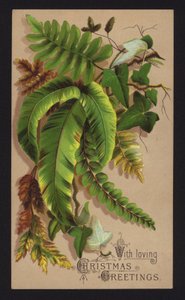 植物の葉、クリスマス・グリーティングカード、19世紀後半から20世紀初頭（クロモリソ） 作： English School
