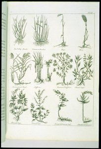 カルペパーの英国の医師と完全なハーブの植物、1790年発行 作： English School