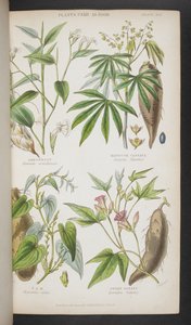 「A Manual of Indian Botany」より、食用植物 作： English School