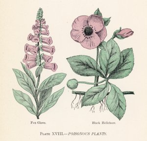 毒のある植物（カラーリトグラフ 作： 英語学校