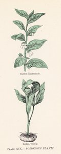 毒のある植物（カラーリトグラフ） 作： English School