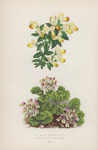 Polygala Chamaebuxus; Teucrium Pyrenaicum（カラーリトグラフ） 作： English School
