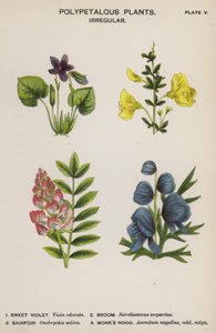 ポリペタル植物、不規則（カラーリトグラフ 作： English School