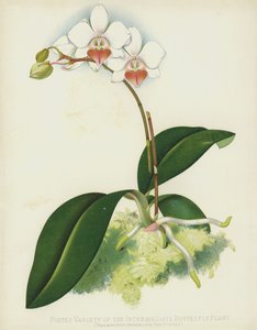 中間の蝶の植物、ファレノプシスインターメディア、var Portei 作： English School