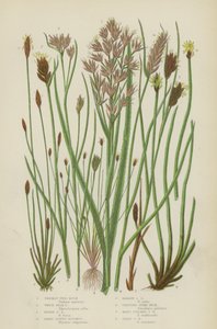 山椒の木、白嘴藺草、褐色嘴藺草、広葉ブライスマス、狭葉ブライスマス（カラーリトグラフ） 作： English School