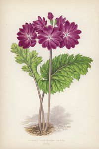 Primula Cortusoides Amoena (カラーリソ) 作： English School