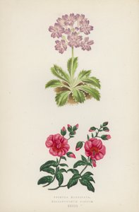 Primula Marginata; Helianthemum Roseum (カラーリトグラフ) 作： English School