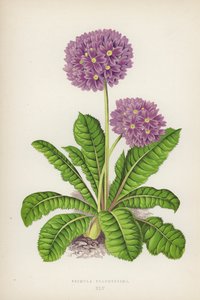 Primula Pulcherrima（カラーリトグラフ 作： English School