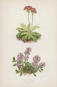 Primula Scotica; Thymus Alpinus（カラーリトグラフ） 作： English School