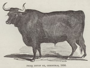 Prize Devon ox, Christmas 作： English School