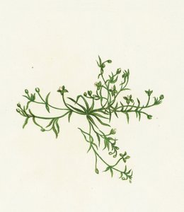Procumbent Pearl-Wort、Sagina Procumbens