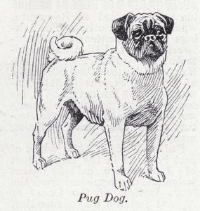 パグ犬（リトグラフ