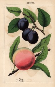 紫黒プラムとピンクピーチ   、「教育的な絵本、または野菜の世界からの教訓」[シャーロット・メアリー・ヤング]、エジンバラより
