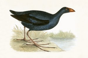 パープルウォーターヘン、チャールズロバートブリー（1811-86）による「イギリス諸島では観察されないヨーロッパの鳥の歴史」のイラスト、1867年発行 作： English School