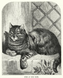 Puss at her ease (in engraving) 作： English School