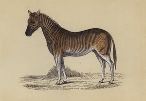 クワガタ（カラーリトグラフ