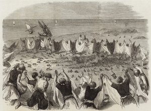 シリアでウズラを捕まえる